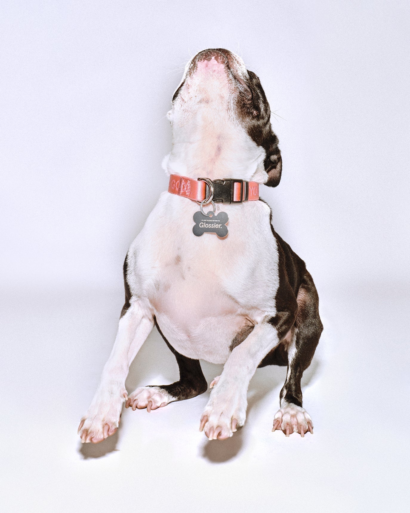 SRC_9D906768467832A0 You Look Good Collar
